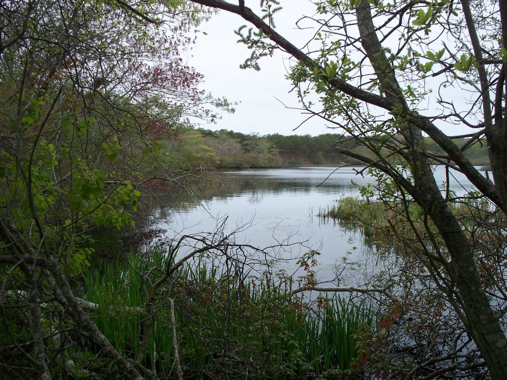 Marsh on Cape Cod